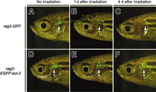 Figure 3. Thymocytes from 10-week-old rag2-EGFP-bcl-2 transgenic fish are resistant to irradiation-induced apoptosis. Fluorescent microscopic analysis of rag2-GFP transgenic fish without Îł-irradiation (A) or 1 day or 4 days after irradiation treatment (20 Gy; B and C, respectively). rag2-EGFP-bcl-2 transgenic fish without Îł-irradiation (D) or 1 or 4 days after irradiation treatment (E and F, respectively). Location of the thymus is denoted by arrows and labeled (T). Fish oriented with anterior to the left and dorsal to the top.