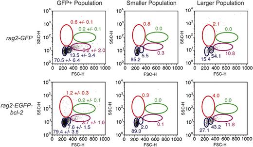 Figure 5. EGFP-bcl-2 alters T-cell development when expressed in thymocytes. FACS analysis of GFP-positive thymus cell populations from 10-week-old rag2-GFP and rag2-EGFP-bcl-2 transgenic zebrafish. Gated populations of erythrocytes (red), lymphocytes (blue), granulocytes and monocytes (green), and blood cell precursors (purple) are outlined in color. Populations of cells within each gate are described as percentages of total live cells (1 SD; n = 6). Total GFP-positive populations (left column) and sorted, reanalyzed cell populations gated (middle and right columns). Cell size is represented by forward scatter (FSC), and granularity by side scatter (SSC).