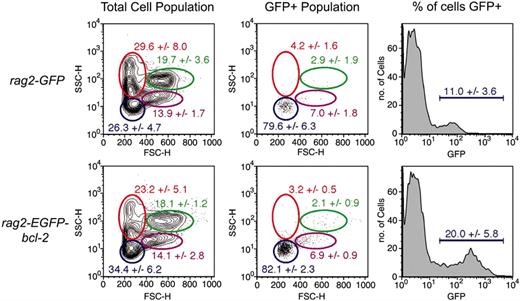 Figure 6. EGFP-bcl-2 induces B-cell hyperplasia in the kidney when expressed in developing rag2-positive lymphoid cells. FACS analysis of kidney marrow cell populations from 10-week-old rag2-GFP and rag2-EGFP-bcl-2 transgenic zebrafish. Gated populations of erythrocytes (red), lymphocytes (blue), granulocytes and monocytes (green), and blood cell precursors (purple) are outlined in color. Populations of cells within each gate are described as percentages of total live cells (1 SD; n = 6). Total cell populations (left column) and GFP gated populations (middle and right columns). Cell size is represented by forward scatter (FSC), and granularity by side scatter (SSC).