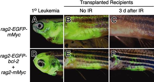 Figure 7. Myc-induced leukemias undergo apoptosis following irradiation, whereas Myc-induced leukemias that overexpress EGFP-bcl-2 do not. Leukemias from stable transgenic rag2-EGFP-mMyc (A) and rag2-EGFP-bcl-2 embryos injected with rag2-mMyc (D) were transplanted into irradiated recipient fish (B-C, E-F). After local infiltration of leukemic cells into the abdomen adjacent the site of injection (B, E), fish were treated with γ-irradiation (23 Gy) and analyzed 3 days after treatment (C, F). Anterior to the left and dorsal toward the top. Panels B, C, E, and F show abdominal views of transplant recipient fish. IR, irradiation.