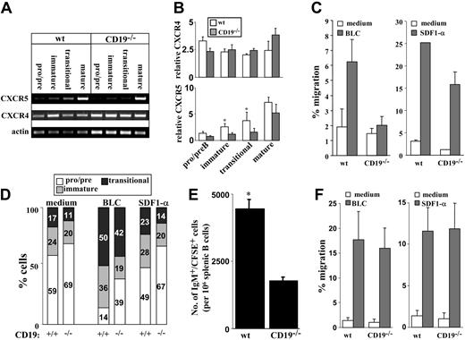 Figure 2. Chemokine receptor expression and chemokine responsiveness of wt and CD19-/- B-cell precursors. Wild-type and CD19-/- B-cell precursors were grown in BM cultures. (A) B-cell precursors were fractionated into pro-/pre- (IgM-), immature (IgM+IgD-), and transitional (IgM+IgD+) populations. Mature B cells were isolated from spleen. Cells were lysed rapidly, and the expression of CXCR4 and CXCR5 was determined for each sorted population by RT-PCR. Results shown are representative of 5 different experiments. Actin blot is shown as an internal control gene expression. (B) Quantification of CXCR4 and CXCR5 expression. Results are presented as a semiquantitative estimate, where signal intensity of CXCR4 or CXCR5 products was normalized to that of β-actin. □ indicates wt; ▦, CD19-/-. Results of 5 experiments are presented as mean ± SE. Asterisk indicates values that are statistically different (P < .05). (C) Total cell migration of wt and CD19-/- B-cell precursors. Cells grown in BM cultures were tested for migration capabilities to BLC (2 mg/mL, left, ▦) or to SDF1-α (250 ng/mL, right, ▦) using transwell inserts. □ indicates medium. Migrating cells were counted by FACS, and the percentage of migration was calculated as: no. migrating cells/no. loaded cells × 100. Results are expressed as mean ± SE of 3 different experiments. (D) Relative proportion of pro-/pre-, immature, and transitional populations in migrating cells. Cells migrating to medium (spontaneous), BLC, or SDF1-α were stained for B220 IgM and IgD to determine the relative proportions of pro-/pre- (□), immature (▦), and transitional cells (▪) by FACS analysis. Results are shown in bars as percentage of cells of each population. Results shown are representative of 3 different experiments. (E) Migration of IgM+ precursors to the spleen. CD19-deficient and wt B-cell precursors grown in BM cultures were labeled with CFSE and injected intravenously into recipient B10D2 mice (total injected cells were adjusted to include 5 × 106 IgM+ cells/mouse). Six hours after transfer, spleens of reconstituted mice were removed, and spleen cells were stained for B220 and IgM. Cells were analyzed by FACS to quantify the number of CFSE-labeled IgM+ cells. Results are presented as the number of CFSE-labeled IgM+ cells/106 spleen cells and are the mean ± SE of 3 different mice. Asterisk indicates values that are statistically different (P < .05). (F) Chemokine-induced migration of splenic B cells. Spleen cells from wt and CD19-/- mice were tested for migration response to SDF1-α (right, ▦) and to BLC (left, ▦) using a transwell system. □ indicates medium. Migrating cells were stained for B220 and IgM to determine the relative proportion of B cells. Results are presented in a migration index and are calculated as: no. migrating B cells/no. loaded B cells × 100. Results are expressed as mean ± SE of 3 different experiments.
