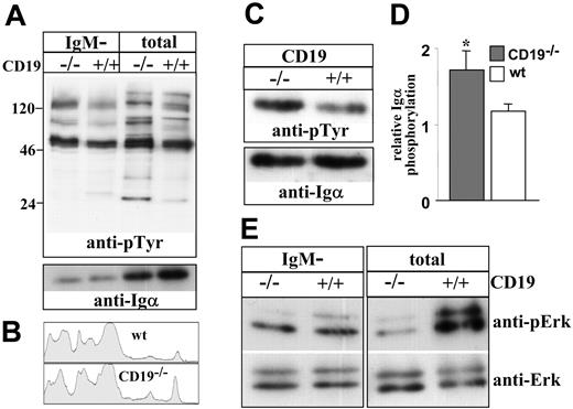 Figure 7. Ligand-independent tyrosine phosphorylation in wt and CD19-/- B-cell precursors. Wild-type and CD19-/- B-cell precursors were grown in BM cultures. Tonic tyrosine phosphorylation was determined in lysates of total cells or in lysates of sorted IgM- B cells (5 × 106 cell equivalent/lane). (A) Immunoblot analysis of total tyrosine phosphorylation in cell lysates. Membranes were probed with antiphosphotyrosine, stripped, and reprobed with anti-Igα-specific antibody. Blots shown are representative of 4 different experiments. (B) Lane densitometry analysis of tyrosine phosphorylation in lysates of total cells. Tyrosine phosphorylation lanes shown in panel A were subjected to whole-lane densitometry analysis. Plots represent the obtained signal strength on the y-axis compared with its relative location on the x-axis. (C) Igα phosphorylation was determined by immunoprecipitation (10 × 106 cells), as described in “Materials and methods.” Membranes were probed with antiphosphotyrosine, stripped, and reprobed with anti-Igα-specific rabbit antibodies. The blot shown is a representative of 3 different experiments. (D) Relative phosphorylation of Igα was determined in each experiment by densitometry analysis, where values obtained for a phosphorylated band were divided by the values corresponding to the total band. ▦ indicates CD19-/-; □, wt. Summarized results of the 3 experiments are shown in a histogram as mean ± SE (right); asterisk indicates values that are statistically different (P < .05). (E) Erk phosphorylation was determined in cell lysates using specific antibodies to phosphorylated Erk and total Erk. Blots shown are representative of 4 different experiments.