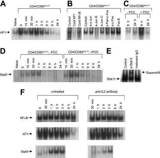 Figure 5. Activity of AP1 and Stat5 in naive CD4+ and CD4+CD80acq hi T cells and effect of endogenous IL-2 on NFκB, AP1, and Stat5. AP1 and Stat5 activity in nuclear extracts from CD4+CD80acq hi T cells was investigated using EMSA. (A) The CD4+CD80acq hi T cells were separated from PCC-pulsed P13.9 APCs (0 hour) and further cultured at various time points in the absence of APCs and PCC peptide, and AP1 activity in these cells was observed. (B) Binding band of AP1 in the cells mentioned in the discussion of Figure 5A was analyzed using competitive and supershift assays. In the competitive assay (left), 50-fold of cold AP1 and NFκB oligmers were used to compete with labeled AP1 probe. In the supershift assay (right), different anti-AP1 Abs were used to determine the major subunit of AP1. (C) CD4+CD80acq hi T cells were cultured in the absence or presence of exogenous PCC (1 μg/mL) without APCs for 6 or 24 hours. Binding activity of AP1 was measured. (D) CD4+CD80acq hi T cells were separated from PCC-pulsed P13.9 fibroblasts (0 hour) and further cultured in the absence of APCs and PCC peptide or in the presence of 1 μg/mL PCC peptide at various times, and Stat5 activity in these cells was determined. (E) Stat5 binding band was identified using supershift assay with anti-Stat5 Ab. (F) Naive CD4+ T cells were cocultured with PCC-pulsed P13.9 fibroblasts for 20 hours. After the separation from P13.9 APCs, CD4+CD80acq T cells were cultured in fresh medium in the absence or presence of anti-IL-2 neutralizing Abs (10 μg/mL) at various time points. Activity of NFκB, AP1, and Stat5 in CD4+CD80acq T cells was measured using EMSA.