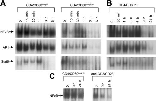 Figure 6. Activities of NFκB, AP1, and Stat5 directly associated with the acquisition of CD80 by T cells. (A) Naive CD4+ T cells were cultured with either PCC-pulsed P13.9 fibroblasts (expressing high CD80) or PCC-pulsed DCEK fibroblasts (expressing low CD80) for 20 hours. Upon separation from APCs (0 hour), the T cells that acquired a high amount of CD80 (CD4+CD80acq hi, left) or the T cells that acquired a low amount of CD80 (CD4+CD80acq low, right) were further cultured in the absence of APCs and PCC peptide at various time points. Activity of NFκB, AP1, and Stat5 in CD4+CD80acq hi (left) and CD4+CD80acq low (right) T cells was measured using EMSA. (B) CD4+ T cells were stimulated with PCC peptide-pulsed macrophages for 20 hours. After the separation from macrophages, the activities of NFκB, AP1, and Stat5 in the CD4+CD80acq T cells were measured using EMSA. (C) Naive CD4+ T cells were activated with either PCC-pulsed P13.9 (APCs) or anti-CD3 (10 μg/mL)/anti-CD28 (2 μg/mL) Abs for 20 hours. Upon separation from APCs or anti-CD3/anti-CD28 Abs (0 hour), these activated cells were further cultured in the absence of APCs, PCC peptide, or anti-CD3/anti-CD28 at various time points. The NFκB activity in these cells was analyzed using EMSA.