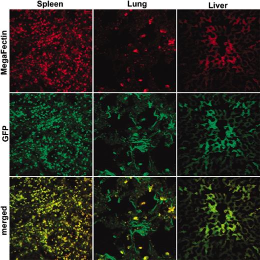 Figure 5. Colocalization of GFP (green) and in vivo MegaFectin complexes (red) in spleen, lungs, and liver of a macaque. Two days after intravenous injection of GFP/MegaFectin complex, the animal was killed, tissues were collected, and fixed or frozen sections were examined to visualize distribution with use of confocal microscopy of spleen (left column), lungs (middle column), and liver (right column).