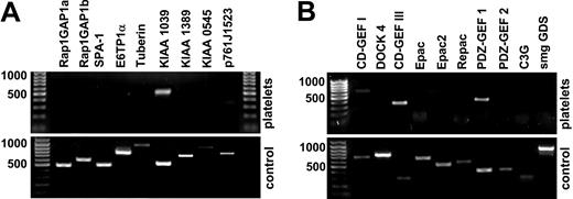 Figure 1. Expression of GAPs and GEFs of Rap1 in human platelets. RT-PCR analysis of GAP (A) and GEF (B) expression in washed human platelets was performed using transcript-specific primers for reverse transcription and PCR. As positive control, human brain RNA was used in most reactions except SPA-1, KIAA1039, KIAA0545, and CalDAG-GEFI (CD-GEF I), which were detected in spleen (bottom row of each panel). Results shown were confirmed using oligo-(d)T priming for first-strand synthesis. None of the known GAPs could be detected in platelets. Database searches disclosed a number of cDNAs encoding new potential Rap1GAPs; of these, KIAA1039 was expressed in platelets. The only GEFs of Rap1 detectable in platelets were CalDAG-GEFI (CD-GEF I)/RasGRP2, CalDAG-GEFIII (CD-GEF III)/RasGRP3, and PDZ-GEF1. Shown are representative results from at least 3 (platelets) or 2 (control) similar experiments.
