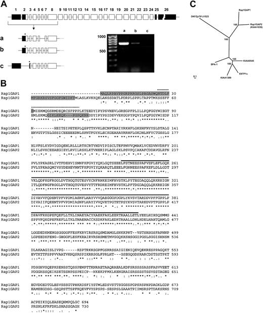 Figure 2. Gene structure and protein sequence of Rap1GAP2. A complete cDNA corresponding to KIAA1039 was cloned from platelet RNA encoding a protein most closely related to Rap1GAP. Consequently, the new protein was named Rap1GAP2. (A) Rap1GAP2 is expressed in 3 different splice variants. The originally cloned variant, a, is the predominant form in platelets. Rap1GAP2a lacks exons 1 and 6, Rap1GAP2b lacks only exon 1, and Rap1GAP2c (AK124640, cloned from cerebellum) is generated by the splicing of exon 2, resulting in the appearance of a new start codon within exon 3 (asterisk indicates start codons, including Kozak initiation sequences). ▪ indicates noncoding regions. Exon 26 comprises 4351 bp. To the right, the results of RT-PCR analysis of variant expression in platelets are shown. Only the splice variants Rap1GAP2a and Rap1GAP2b are detectable in human platelets. This experiment was performed twice with similar results. (B) Sequence comparison between Rap1GAP1 and Rap1GAP2 reveals a conserved Rap1GAP domain (solid line) and a putative GoLoco domain (dotted line). Differences between variants are marked in gray: the box in Rap1GAP1 marks additional sequences found only in the Rap1GAP1b/Rap1GAPII splice variant, the first N-terminal box in the Rap1GAP2 sequence is missing in variant c, the second box in Rap1GAP2 indicates additional sequences derived from exon 6, present only in Rap1GAP2b and Rap1GAP2c. Asterisks, double dots, and single dots indicate different degrees of amino acid conservation. (C) A phylogenetic tree of all presently known Rap1GAPs, including related uncharacterized cDNAs, shows Rap1GAP1 and Rap1GAP2 as distinct subgroups. Accession numbers of used amino acid sequences are presented in “Materials and methods.” Numbers at the branches represent the confidence limits computed by the bootstrap procedure. Bar indicates 0.1 substitutions per site.
