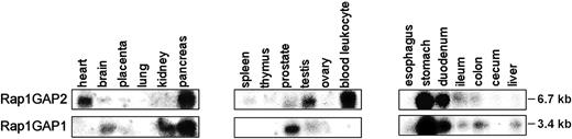 Figure 3. Tissue distribution of Rap1GAP2 and Rap1GAP1. Northern blots containing PolyA+ RNA from multiple tissues were probed with 32P-labeled probes specific for Rap1GAP2 (top row) or Rap1GAP1 (bottom row). Size of the detected mRNAs is indicated. Shown are representative results from 2 experiments.