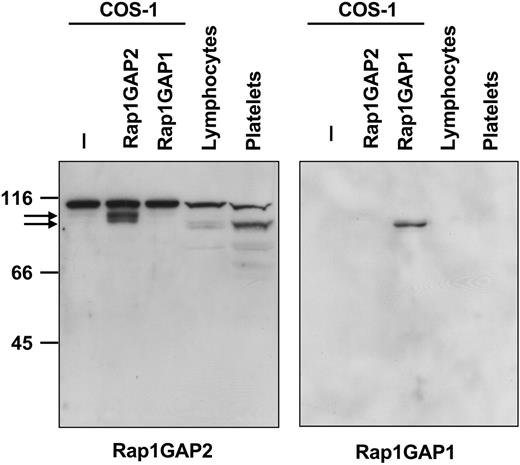Figure 4. Expression of Rap1GAP2 protein. COS-1 cells transiently transfected without or with epitope-tagged Rap1GAP2 or Rap1GAP1, isolated peripheral blood lymphocytes, and isolated washed human platelets were lysed in SDS-containing stop solution. Total protein was separated by SDS-PAGE and immunoblotted with rabbit antiserum against an N-terminal peptide derived from Rap1GAP2 (left) or with an antibody specific for Rap1GAP1 (right). Arrows indicate tagged overexpressed (95 kDa) and endogenous Rap1GAP2 (90 kDa). The antiserum cross-reacts with an unknown protein of 110 kDa. Platelets, and to a lesser extent lymphocytes, contain endogenous Rap1GAP2 but not Rap1GAP1 protein. Shown are examples of experiments performed at least 4 times.