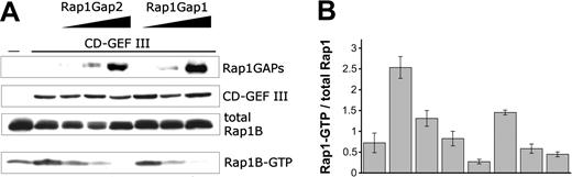 Figure 6. GTPase activity of Rap1GAP2. COS-1 cells were transiently transfected with HA-tagged Rap1B and VSV-tagged CalDAG-GEFIII (CD-GEF III). In addition, increasing amounts of VSV-tagged Rap1GAP2a or HA-tagged Rap1GAP1 were expressed as indicated. Two days after transfection, cells were lysed, and pull-down assays with an activation-specific probe were performed to determine the amounts of Rap1B-GTP (A). Levels of total Rap1B, Rap1GAP2, Rap1GAP1, and CalDAG-GEFIII were determined with tag-specific antibodies. Blots from 4 independent pull-down experiments were scanned and quantified (B). To compensate for differences in total Rap1 expression levels, ratios of Rap1-GTP to total Rap1 signals were calculated. Shown are mean ± SEM. Rap1GAP2 and Rap1GAP1 blocked CalDAG-GEFIII-induced activation of Rap1B with similar potency.