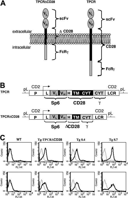Figure 1. Chimeric receptor design. (A) Schematic diagram of the chimeric receptors. The TNP-specific CR encompasses an scFv derived from the anti-TNP mAb, Sp6. In the tripartite configuration, the scFv is joined to a short portion (lacking the ligand-binding site) of the extracellular, transmembrane, and cytoplasmic domains of CD28 fused to the FcRγ chain. In the control CR configuration, the cytoplasmic domain of the CD28 molecule was deleted. (B) Chimeric receptor transgene constructs. Construct sequences that served to generate the transgenic mice were placed under the control of the human CD2 promoter/enhancer that directs expression only in T and NK cells. CYT indicates cytoplasmic domain; H, hinge domain; L, immunoglobulin leader; LCR, locus control region; P, promoter; pL, plasmid sequence; TM, transmembrane domain; VH and VL, immunoglobulin heavy- and light-chain variable domains, respectively; ΔCD28, deleted CD28 domain containing part of the extracellular and the transmembrane domain, and lacking the cytoplasmic signaling moiety. (C). Surface expression of anti-TNP CR in T (top row) and NK (bottom row) cells in the spleen of transgenic mice. Bulk splenocytes from WT or transgenic mice were double-stained with PE-conjugated rat anti–mouse Thy1.2 or PE-conjugated anti-NK1.1 and either biotinylated anti–Sp6-idiotype mAb GK-20.5 (bold lines) or matching biotinylated isotype control anti-DNP mAb (dashed lines), followed by secondary staining with fluorescein isothiocyanate (FITC)–conjugated streptavidin. Histograms were generated by gating on Thy1.2+ (top row) or NK1.1+ (bottom row) lymphocytes.