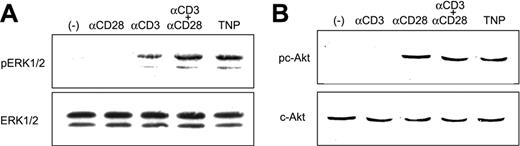 Figure 4. Stimulation via anti-TNP TPCR induces coactivation of signal I (ERK1/2) and signal II (PI3K/c-Akt) pathways. (A) Purified T cells were stimulated with immobilized antibodies or TNP for 15 minutes. Cell lysates were resolved by 10% SDS-polyacrylamide gel electrophoresis followed by immunoblotting using phospho-ERK1/2-specific antibody (top). Stripped membranes were then reacted with ERK1/2-specific antibody (bottom). (B) As in panel A, using phospho-c-Akt–specific antibody (top) and c-Akt–specific antibody (bottom) after stripping.