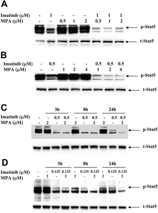 Figure 5. Effect of combination treatment on Stat5 phosphorylation. 32D-p185 (A), FL5.12-p185 (B), K562 (C), and LAMA84 (D) cells were treated with indicated concentrations of MPA and/or imatinib for 90 minutes (for 32D- and FL5.12-p185) or the indicated times for K562 and LAMA84 cells. Thirty μg of total cell lysate was loaded in each lane, and Western blot analysis was performed using an antibody specific for phospho-Stat5 (p-Stat5). Duplicate gels were probed with antibody specific for total Stat5 (t-Stat5). 32D-p185 and FL5.12-p185 results are representative of 4 and 3 independent experiments, respectively. K562 and LAMA84 results are representative of 2 independent experiments; treatment for 24 hours was repeated 3 times.