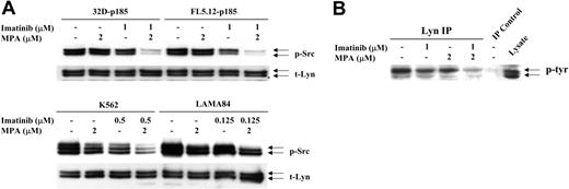 Figure 6. Effect of combination treatment on Src and Lyn phosphorylation. (A) 32D-p185, FL5.12-p185, K562, and LAMA84 cells were treated with the indicated concentrations of MPA and/or imatinib for 90 minutes (for 32D- and FL5.12-p185 cells) and 24 hours (for K562 and LAMA84 cells). Total cell lysate (30 μg) was used in each lane. Western blots were first probed with anti-phospho-Src antibody. Membranes were washed and reprobed with an antibody to detect total levels of Lyn (t-Lyn). This result is representative of 3 independent experiments. (B) 32D-p185 cells were treated with individual drugs or the combination of drugs as indicated for 3 hours. Lysate was immunoprecipitated with anti-Lyn antibody and blotted with an antibody (4G10) specific for tyrosine phosphorylated proteins (p-tyr). Lysate precipitated with protein A beads in the absence of Lyn antibody (IP control), and total lysate are shown in the last 2 lanes.