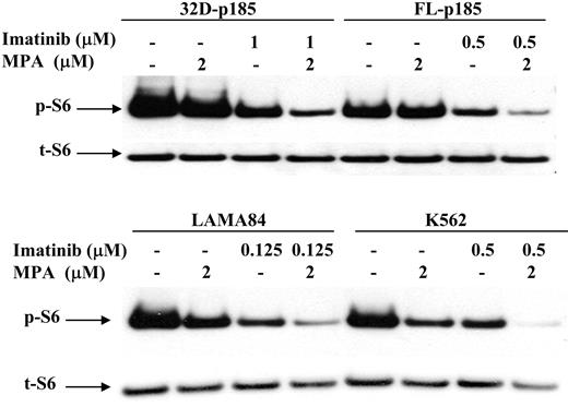 Figure 7. Effect of combination treatment on S6 phosphorylation. 32D-p185, FL5.12-p185, LAMA84, and K562 cells were treated with the indicated concentrations of MPA and/or imatinib for 3 hours (for 32D- and FL5.12-p185 cells) and 24 hours (for LAMA84 and K562 cells). Western blots were probed with antibody specific for phospho-S6 ribosomal protein (p-S6). Duplicate gels were probed with antibody specific for total S6 (t-S6). This is representative of 3 independent experiments.