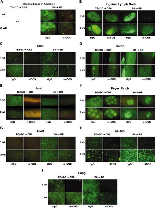 Figure 4. ICOS blockade inhibits expansion of GFP+ effectors in secondary lymphoid organs and GVHD target tissues. Effect of ICOS blockade in both a Tg and a polyclonal GVHD model is shown. Images of sublethally irradiated (6.5 Gy by 137Cs) CB6 mice infused with purified 2C GFP+ CD8+ and TEa GFP+ CD4+ T cells (2 × 106 each) are shown in left-hand panels of each organ. Images of lethally irradiated (8.0 Gy) BR mice infused with B6 non-GFP BM (20 × 106) and purified B6 GFP+ T cells (3 × 106) are shown in right-hand panels of each organ. Rat IgG or anti-ICOS mAb was administered. Representative images from 1 of 3 mice per group imaged at 1 and 2 weeks are shown. Stereomicroscope was set to × 1.0 zoom factor for intestinal loops in abdomen (A); × 3.2 for inguinal LN (B), skin (C), colon (D), and ileum (E); × 4.5 for Peyer patch (F); × 7.0 for liver (G) and spleen (H); and × 10.0 for lung (I). Exposure times were optimized for rIgG-treated mice for each organ and identical times were used for anti-ICOS-treated mice. Control mice not receiving GFP+ effectors to verify lack of autofluorescence resulted in dark images (not shown). NA indicates not available.