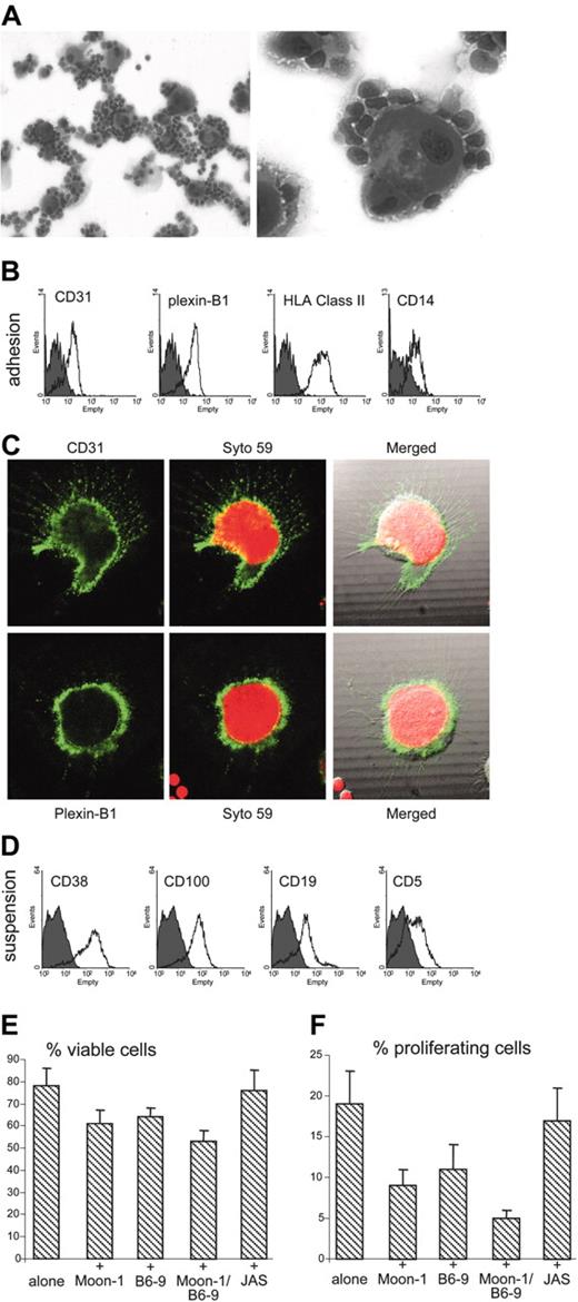 Figure 7. Nurselike cells obtained from B-CLL patients express high levels of functional CD31 and plexin-B1. Nurselike cells were obtained by culturing peripheral blood mononuclear cells from 4 patients with B-CLL in complete medium for 2 weeks. The appearance of the cell culture is represented in panel A at × 20 (left) and × 40 (right) magnification. A population of cells morphologically similar to nurselike cells is apparent. These cells express CD31 and plexin-B1, as shown by cytofluorography (B) and in situ immunofluorescence (C). Cells in panel C were counterstained with Syto 59 and observed using an Olympus 1 × 71 confocal microscope (oil immersion × 60 objective), and the images were acquired using the FluoView software. (D) Cells in suspension comprise CD19+/CD5+ B lymphocytes that are highly positive for CD38 and CD100. Gray profiles in panels B and D were obtained using an irrelevant isotype-matched mAb. CD31 and plexin-B1 deliver proliferation/survival signals to CD38+/CD100+ B-CLL cells, as inferred after annexin-V (E) and PI (F) stainings performed after 4-day cocultures with autologous purified B-CLL cells. The specificity of the interaction was confirmed using blocking anti-CD31 and anti–plexin-B1 mAbs. Data are the mean values obtained using B-CLL from 4 patients in 2 separate experiments; error bars represent the SD.