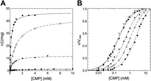 Figure 3. Steady-state kinetics of recombinant wild-type and mutant P5′N-1 as a function of CMP. (A) Steady-state kinetics of recombinant wild-type and mutant P5′N-1 using CMP as substrate. (B) Semilog plot of the data in panel A to highlight the difference of Km of mutants with respect to the wild-type enzyme. v/Vmax represents the ratio of the initial (v) to the maximal (Vmax) rate of enzyme reaction. Enzyme activity was assayed at 37°C, pH 7.5, as described in “Materials and methods.” • indicates wild type; □, D87V; ▴, L131P; ♦, N179S; ▿, G230R. The solid line differentiates the wild-type from mutants (dashed lines).