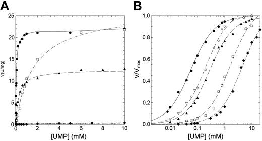 Figure 4. Steady-state kinetics of recombinant wild-type and mutant P5′N-1 as a function of UMP. (A) Steady-state kinetics of recombinant wild-type and mutant P5′N-1 using UMP as substrate. (B) Semilog plot of the data in panel A to highlight the difference of Km of mutants with respect to the wild-type enzyme. Enzyme activity was assayed at 37°C, pH 7.5, as described in “Materials and methods.” • indicates wild type; □, D87V; ▴, L131P; ♦, N179S; ▿, G230R. The solid line differentiates the wild type from mutants (dashed line).