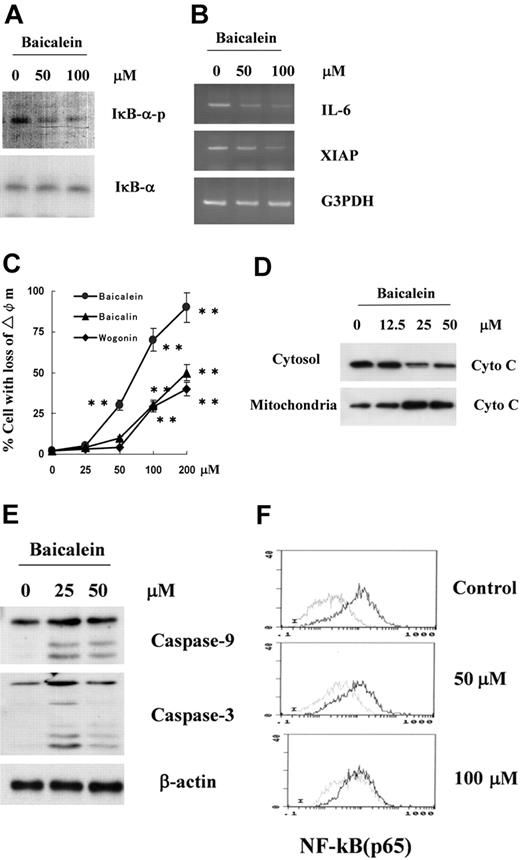 Figure 7. Effect of baicalein on phosphorylation of IkB-α, expression of NF-kB target genes, and mitochondrial apoptotic pathway. (A) Lysates from U266 cells treated with 50 or 100 μM baicalein for 1 hour were assessed for phosphorylation of IkB-α by Western blotting with anti-phospho-IkB-α antibody. (B) Expression of IL-6 and XIAP genes, targets of NF-kB, was assessed by semiquantitative RT-PCR in U266 cells treated with 50 or 100 μM baicalein for 3 hours. (C) The mitochondrial membrane potential of U266 cells was assessed after treatment with 0, 25, 50, 100, or 200 ng/mL of baicalein (•), baicalin (▴), or wogonin (♦). Values shown in this figure are the mean ± 1 SD of 3 independent experiments on flow cytometric detection of DiOC6 uptake at indicated time points. **P < .01. (D) Cells treated with 12.5, 25, or 50 μM baicalein for 12 hours were subcellularly fractionated. Cytochrome c (Cyto C) in cytosol was assessed by Western blotting with a specific anti-cytochrome c antibody. (E) Lysates from U266 cells treated with 25 or 50 μM baicalein for 12 hours were assessed for cleaved caspase cleavage by Western blotting with antibodies to caspase-9 or -3. (F) Flow cytometric assessment of nucleic translocation of NF-kB (p65). U266 cells were treated with 50 or 100 μM of baicalein for 1 hour.