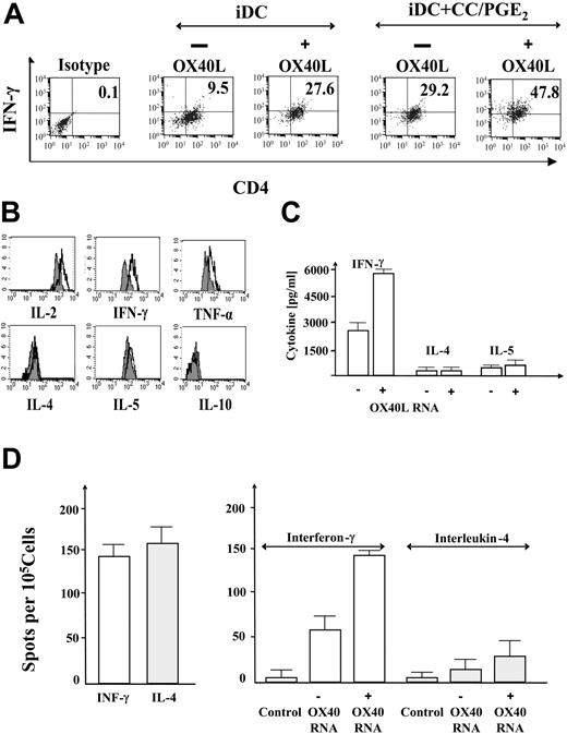 Figure 3. Secretion of Th1- and Th2-type cytokines by polarized CD4+ cells. (A) Cytokine secretion assays. Control mRNA–transfected (–OX40L) or OX40L mRNA–transfected (+OX40L) immature or cytokine cocktail–matured DCs were used to polarize allogeneic CD4+CD45RA+ T cells at responder-to-stimulator ratios of 10: 1. After 5 days, T cells were stimulated and analyzed by cytokine secretion assay and double-stained with anti–interferon-γ–phycoerythrin (PE) and anti–CD4–fluorescein isothiocyanate (FITC) antibody. The percentage of CD4+/interferon-γ+ cells is indicated. (B) Cytometric bead arrays. CD4+CD45RA+ T cells were polarized with allogeneic control mRNA–transfected and cytokine cocktail–matured DCs (gray histograms) or allogeneic OX40L-transfected CC/PGE2-matured DCs (black overlays) and analyzed via cytometric bead array for secretion of Th1-type cytokines IL-2, IFN-γ, TNF-α (top row) or Th2-type cytokines IL-4, IL-5, IL-10 (bottom row) in cytometric bead arrays or by IFN-γ and IL-4 ELISA (C). (D, left panel) Frequency of tetanus toxoid (TTp30) peptide-specific Th1 (IFN-γ)– and Th2 (IL-4)–type CD4+ T-helper cells within the CD4+ population of a healthy donor were determined by interferon-γ ELISPOT analysis. (D, right panel) CD45RA+naive CD4+ T cells isolated from the same donor were stimulated with cytokine cocktail–matured, tetanus toxoid–pulsed DC with (+OX40L) or without (–OX40L) mRNA transfection. After 7 days, cells were restimulated with autologous DCs pulsed with the DR11.5-restricted helper epitope TTp30, and frequencies of TTp30 epitope–specific CD4+ T helper cells were determined by IFN-γ and IL-4 ELISPOT assays. Unpulsed, autologous DCs were used as control stimulators (control). Results are presented as mean number of spots with SD calculated from triplicate wells.