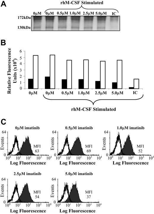 Figure 4. Imatinib does not affect c-fms expression by an M-CSF–dependent cell line. (A,B) FDC-cfms cells were starved for 1 hour in the presence of imatinib, and examined for c-fms expression by Western blotting (IC indicates isotype control) or (C) flow cytometry. Immunoprecipitates were examined for c-fms protein expression, with the 170-kD band (□) representing the mature c-fms protein, and the 130-kD band representing the immature, nonglycosylated form (▪) (A,B). Results are representative of 3 individual experiments. MFI indicates mean fluorescence intensity, and isotype matched controls are represented by unfilled histograms (C).