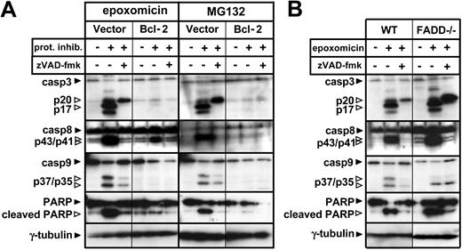 Figure 3. Bcl-2 overexpression but not FADD deficiency blocks the caspase cascade induced by proteasome inhibitors. (A) Following a 1-hour preincubation with or without zVAD-fmk (100 μM), Bcl-2-overexpressing or vector control Jurkat cells were stimulated with regular medium, epoxomicin (0.4 μM), or MG132 (0.5 μM) for 12 hours. Cleavage of caspase-3, caspase-8, caspase-9, and PARP was detected using immunoblot analysis. (B) WT and FADD-deficient Jurkat cells were preincubated with zVAD-fmk for 1 hour. Subsequently, cells were stimulated with regular medium or epoxomicin (0.4 μM) for 12 hours. Cleavage of caspase-3, caspase-8, caspase-9, and PARP was detected by immunoblotting.