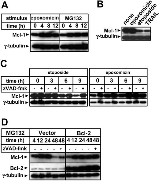 Figure 5. Regulation of Mcl-1 levels by proteasome inhibitors, etoposide, caspases and Bcl-2. (A) Jurkat cells were cultured in the presence or absence of epoxomicin (0.4 μM) or MG132 (0.5 μM) for the indicated amounts of time. Following preparation of cell lysates, cellular proteins were resolved by SDS-PAGE and Mcl-1 and γ-tubulin levels were determined by immunoblotting. (B) Following an 8-hour incubation with 0.4 μM epoxomicin, 25 μg/mL etoposide, or 100 ng/mL TRAIL, Jurkat cells were harvested and used for cell lysate preparation. Mcl-1 and γ-tubulin levels were determined by immunoblotting. (C) Jurkat cells were pretreated for 1 hour with 100 μM zVAD-fmk or regular medium and subsequently stimulated with 25 μg/mL etoposide or 0.4 μM epoxomicin. At the indicated times, cell lysates were prepared and Mcl-1 and γ-tubulin levels were determined by immunoblotting. (D) Bcl-2-overexpressing Jurkat cells and vector control cells were preincubated for 1 hour with or without 100 μM zVAD-fmk and subsequently stimulated with 0.5 μM MG132. Cells were harvested and cell lysates were prepared at the indicated times. Mcl-1, Bcl-2, and γ-tubulin levels were detected by immunoblotting.