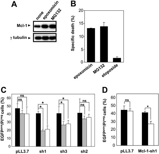 Figure 8. Mcl-1 silencing sensitizes HeLa cells to proteasome inhibitor cytotoxicity. (A) HeLa cells were treated for 4 hours with epoxomicin (0.4 μM) or MG132 (0.5 μM), or were left unstimulated. Susequently, cells were used to prepare cell lysates and Mcl-1 and γ-tubulin levels were determined by immunoblotting. (B) HeLa cells were treated for 24 hours with epoxomicin (0.4 μM), MG132 (0.5 μM), or etoposide (25 μg/mL). Subsequently, cells were harvested, stained with propidium iodide, and analyzed by flow cytometry. Results are presented as means of triplicates with SD. (C) HeLa cells were transfected with pLL3.7 plasmid or its derivatives for Mcl-1 silencing (Mcl-1-)sh1, (Mcl-1-)sh2, (Mcl-1-)sh3. At 24 hours after transfection, cells were exposed to epoxomicin (0.4 μM; ▦) or MG132 (0.5 μM; □) or not (▪). Cells were harvested 12 hours later, stained with propidium iodide, and analyzed by flow cytometry. Experiments were performed in triplicate and data are presented as means of 2 separate experiments with SD. (D) HeLa cells were transfected with pLL3.7 plasmid or its Mcl-1-sh1 derivative. At 24 hours after transfection, cells were treated with 25 μg/mL etoposide (□) or not (▪). Cells were harvested 12 hours later and analyzed by flow cytometry after staining with propidium iodide. Data are presented as means of triplicates with SD. *P < .05.