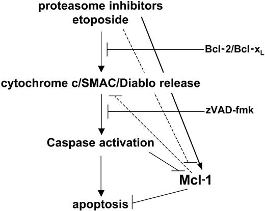 Figure 10. A model for Mcl-1 regulation in apoptosis promoted by proteasome inhibitors. Proteasome inhibitors activate the intrinsic apoptotic pathway by releasing mitochondrial proapoptotic factors. This results in activation of the caspase cascade and apoptosis progression. However, proteasome inhibition impedes Mcl-1 down-regulation, an event that is normally observed during apoptosis and which contributes to speeding up cell demise. This molecular side effect of proteasome inhibitors slows down their cytotoxic activity.