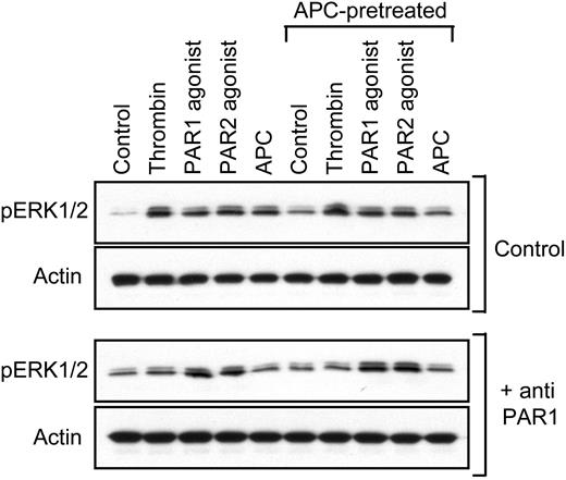 Figure 3. APC pretreatment does not lead to PAR1 desensitization. Cells were incubated for 3 hours with control or 5 nM APC (APC-pretreated) followed by a 10-minute stimulation with the indicated agonists in the absence and presence of cleavage-blocking anti-PAR1. Extracellular signal-related kinase (Erk)–1/2 phosphorylation was analyzed by Western blotting. A typical experiment is shown.