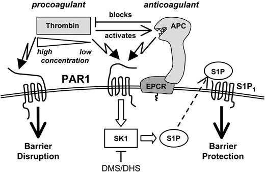 Figure 9. Dual role of PAR1. PAR1-dependent signaling by the interdependent procoagulant and anticoagulant proteases thrombin and APC can have opposite effects on endothelial barrier integrity. Barrier protection by APC or low concentrations of thrombin is mediated by sphingosine kinase-1 activity and crossactivation of S1P1 signaling.