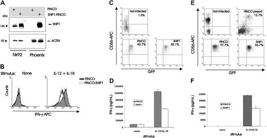 Figure 2. Overexpression of SHIP1 blunts monokine-activated IFN-γ production in NK92 and primary human NK cells. (A-B) NK92 cells were retrovirally infected using the PINCO-GFP vector or PINCO vector encoding both SHIP1 and GFP cDNAs. (A) Infected cells were FACS sorted for GFP, and lysates were prepared. Protein lysates were next blotted with anti-SHIP1 and antiactin Abs. Lysates from the transfected Phoenix packaging cell line served as a positive control. (B) NK92 cells that were either infected with PINCO-GFP or with PINCO-SHIP1-GFP were each sorted for GFP+ cells and then incubated overnight with IL-12 (10 ng/mL) plus IL-18 (100 ng/mL), after which cells were assessed for IFN-γ protein production using intracellular flow cytometry. Results are representative of 2 experiments. (C-D) Enriched primary human NK cells were infected with PINCO-GFP or PINCO-SHIP1-GFP vectors. (C) Infected cells were FACS sorted for CD56 and GFP. (D) Sorted CD56+GFP+ NK cells were costimulated for 18 hours with IL-12 and IL-18, and supernatants were then harvested and quantified for IFN-γ production by ELISA. This experiment is representative of 7 performed with similar results. (E-F) Enriched primary CD56bright NK cells were infected with PINCO-GFP or PINCO-SHIP1-GFP vectors. (E) Infected cells were FACS sorted for CD56bright and GFP. (F) Sorted CD56bright GFP+ NK cells were costimulated for 18 hours with IL-12 and IL-18, and supernatants were then harvested and quantified for IFN-γ production by ELISA. This experiment is representative of 3 performed with similar results. Error bars indicate ± SEM (see “Materials and Methods”).