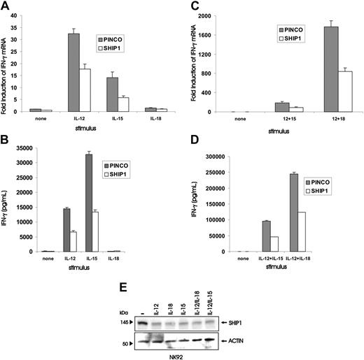 Figure 3. Quantification of IFN-γ gene and protein expression in NK92 cells overexpressing SHIP1, or quantification of SHIP1 protein in NK92 cells, each following stimulation or costimulation by monokines. PINCO and PINCO-SHIP1–infected NK92 cells were stimulated for 18 hours with IL-12 (10 ng/mL), IL-18 (20 ng/mL), or IL-15 (100 ng/mL) and quantified for (A) induction of IFN-γ transcript by real-time RT-PCR or (B) secretion of IFN-γ protein by ELISA. Likewise, PINCO and PINCO-SHIP1–infected NK92 cells were stimulated for 18 hours with combinations of IL-12 and IL-15 or IL-12 and IL-18 and were quantified for (C) induction of IFN-γ transcript by real-time RT-PCR or (D) secretion of IFN-γ protein by ELISA. (E) Western blot analysis was performed on lysates of NK92 cells treated individually for 48 hours with IL-12, IL-15, or IL-12 and IL-18, or treated for 48 hours with IL-12 and IL-15 or IL-18, and then blotted with either anti-SHIP1 or antiactin Abs. This experiment is representative of at least 3 performed with similar results.