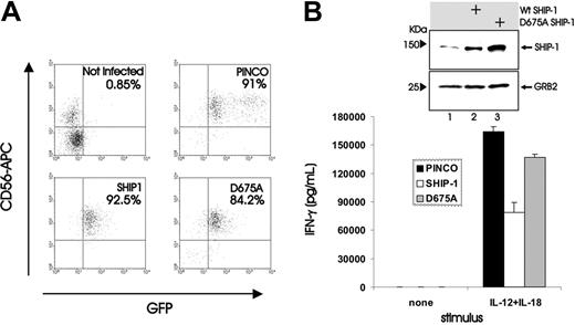 Figure 5. Effect of catalytic mutant SHIP1 (D675A) overexpression on IFN-γ production induced by monokine costimulation of NK cells. (A) Enriched primary NK cells were retrovirally infected using insertless PINCO, the PINCO vector encoding wild-type SHIP1, or the PINCO vector encoding the catalytic mutant D675A SHIP1. Infected cells were FACS sorted for CD56 and GFP, plated in medium, and costimulated with IL-12 plus IL-18 for 18 hours. (B) Supernatants were then collected and assayed for IFN-γ by ELISA. An immunoblot shows levels of SHIP1 and GRB2 in cell lysates from NK92 cells infected with insertless PINCO (lane 1), the PINCO vector encoding wild-type SHIP1 (lane 2), or the PINCO vector encoding the catalytic mutant D675A SHIP1 (lane 3). This experiment showed no significant decrease in IFN-γ production between primary NK cells infected with insertless PINCO and NK cells infected with the PINCO D675A SHIP1 vector and is representative of 3 experiments performed with similar results. Error bars indicate ± SEM.
