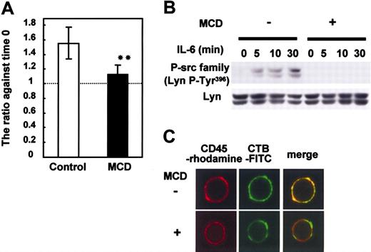 Figure 2. Lipid rafts are required for IL-6-induced proliferation and the CD45-Lyn pathway. U266 CD45+ cells starved of IL-6 for 12 hours were preincubated with or without 10 mM MCD for 30 minutes and then stimulated with IL-6 (10 ng/mL). (A) Cells cultured with or without IL-6 were collected after 24 hours, and live cells were enumerated with a cell sorter. Data are shown as a ratio compared with before stimulation. □ indicates control (no MCD); ▪, MCD. The data are expressed as the mean ± SD from 3 different experiments, and ** indicates P < .01 compared with no MCD treatment. (B) Cells stimulated with IL-6 were recovered at 5, 10, and 30 minutes. Anti-P-Src family (Tyr416) was used to detect active Src by immunoblotting. Immunoblotting of Lyn confirmed equal protein loading. (C) Cells pretreated with or without 10 mM MCD were stimulated with IL-6. After being fixed, cells were stained with FITC-conjugated CTB and anti-CD45 followed by rhodamine-conjugated anti-mouse IgG. Representative images obtained by LCM are shown.