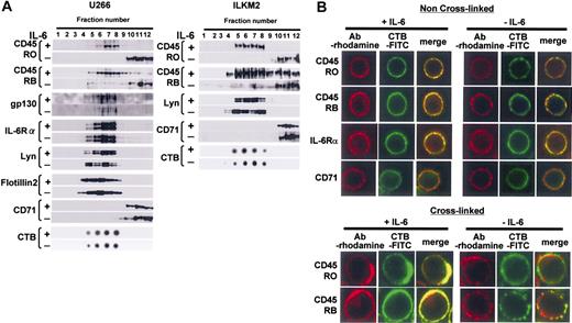 Figure 3. IL-6 induced translocation of CD45 to lipid rafts. (A) Lysates of U266 CD45+ or ILKM2 cells were separated by sucrose density gradient centrifugation, and continuous fractions (fractions 1 to 12) were examined by immunoblotting. Raft fractions were identified by dot-blotting with horseradish peroxidase-conjugated CTB. (B) For the non-cross-linked condition, cells were fixed and then stained with antibody (Ab) against CD45RO, CD45RB, IL-6Rα, or CD71, and subsequently with rhodamine-conjugated secondary antibody. Lipid rafts were stained with FITC-labeled CTB. Representative images were obtained by LCM. For the cross-linking condition, lipid rafts were pretreated with CTB-FITC followed by anti-CTB monoclonal antibody. Then, treated cells were fixed and stained similarly to panel A except for CTB staining.