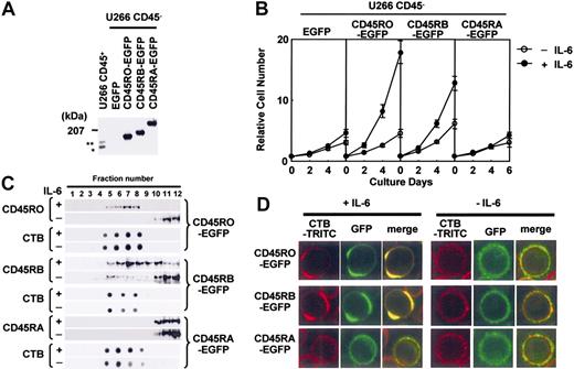 Figure 4. Exogenously expressed CD45RO- and CD45RB-EGFP translocated to lipid rafts in response to IL-6. (A) Lysates from U266 cells expressing EGFP-tagged CD45RO, CD45RB, or CD45RA at the carboxy terminus were subjected to immunoblotting using anti-CD45 Ab. * and ** indicate endogenous CD45RO and CD45RB, respectively. (B) Cells were inoculated at 104 cells/mL without (○) or with IL-6 (•) and counted at 0, 2, 4, and 6 days using the cell sorter. Values shown in these figures are the mean ± 1 SD. (C) Cells were subjected to sucrose density gradient ultracentrifugation followed by immunoblotting with the antibodies indicated. (D) Lipid rafts were cross-linked as in Figure 3B to clearly show the colocalization of CD45-EGFP and lipid rafts. The location of lipid rafts was visualized using TRITC-labeled CTB, and CD45 could be observed by EGFP fluorescence.