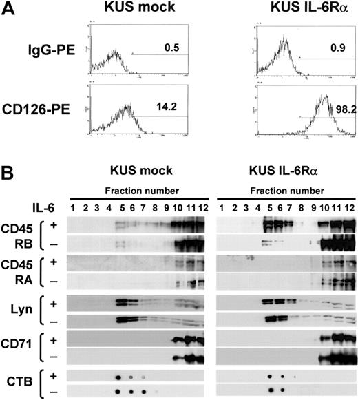 Figure 5. IL-6 induced translocation of CD45RB but not CD45RA to lipid rafts in IL-6Rα-transformed B cells. (A) KUS cells transduced with IL-6Rα (KUS IL-6Rα) or with vector alone (KUS mock) were stained with anti-CD126 PE and analyzed by flow cytometry. The percentage of positive cells relative to the control is given in each histogram. (B) KUS mock and KUS IL-6Rα cells with or without IL-6 treatment were subjected to sucrose density fractionation, followed by immunoblotting with the antibodies indicated.