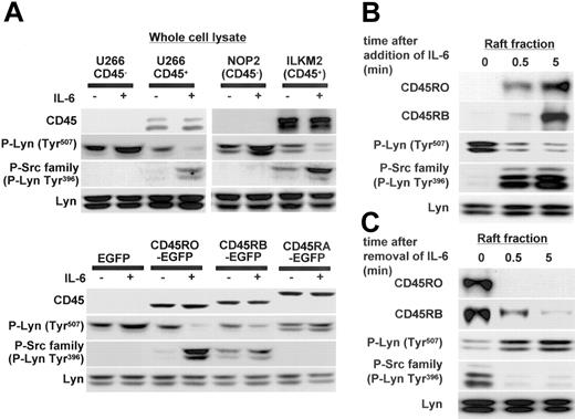 Figure 6. Lyn Tyr507 dephosphorylation and Tyr396 phosphorylation occurred simultaneously with the rapid translocation of CD45RO to lipid rafts. (A) U266 CD45-, U266 CD45+, NOP2, ILKM2, U266 EGFP, and U266 CD45RO-, CD45RB-, and CD45RA-EGFP cells stimulated with or without IL-6 (10 ng/mL) for 5 minutes were collected and whole-cell lysates were subjected to immunoblotting with antibodies against CD45, P-Lyn Tyr507, and the P-Src family (Tyr416). Control blots were performed with antibodies against Lyn. (B) U266 CD45+ cells starved of IL-6 for 12 hours were stimulated with 10 ng/mL IL-6 for 0.5 and 5 minutes, and then samples of the raft fraction from each point were immunoblotted with antibodies against CD45RO, CD45RB, P-Lyn Tyr507, the P-Src family, and Lyn. (C) U266 CD45+ cells cultured with IL-6 were starved of IL-6 by replacing the medium using centrifugation, and the cells refed with culture medium were recovered at 0.5 and 5 minutes. Samples of the raft fraction from each point were immunoblotted using the same antibodies as in panel B.