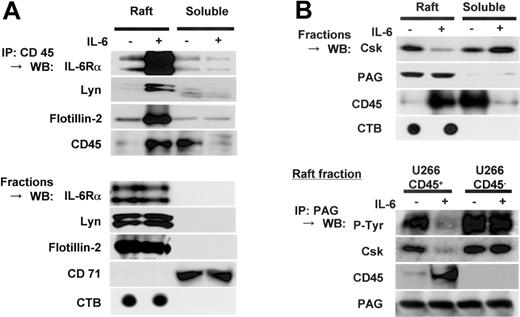 Figure 7. Translocated CD45 complexed with IL-6Rα and Lyn, and PAG in lipid rafts. (A) U266 CD45+ cells starved of IL-6 for 12 hours were treated (+) or not treated (-) with IL-6 (10 ng/mL) for 5 minutes and separated by sucrose fractionation. The fractions of lipid rafts or nonrafts were mixed and immunoprecipitated with anti-CD45 antibody after adding 1% octyl-glucoside. Precipitated protein was immunoblotted with antibodies against IL-6Rα, Lyn, flotillin-2, or CD45. Control blots were performed using the raft or nonraft mixture directly with the antibodies indicated. (B) Fractions of cell lysates prepared as in panel A were subjected to immunoblotting with antibodies against Csk, PAG, and CD45. Then, 1% octyl-glucoside-added lipid raft fractions were immunoprecipitated with anti-PAG antibody. Precipitated proteins were immunoblotted with antibodies against phosphotyrosine 4G10 (detects phosphorylated PAG according to the size of the band), Csk, CD45, and PAG. IP indicates immunoprecipitation; WB, Western blot.