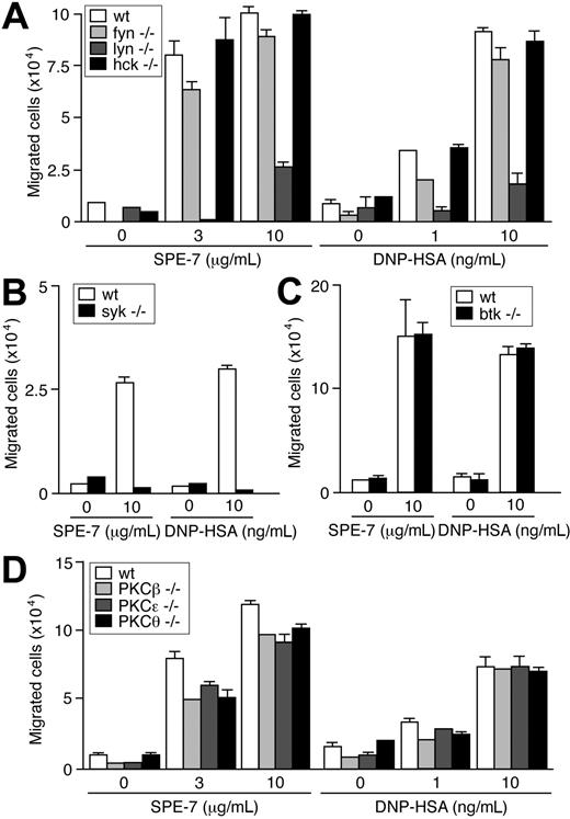 Figure 3. Effects of Src, Syk, Btk, and PKC deficiencies on IgE-induced migration. IgE- and IgE+Ag-induced migration assays were performed using Src family PTK-deficient (A), Syk-deficient (B), Btk-deficient (C), and PKC-deficient (D) BMMCs. Values (mean ± SD) are shown out of 2 independent experiments.