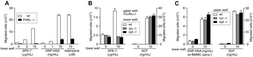 Figure 5. IgE- and IgE+Ag-induced mast cell migration can be divided into the early phase of Lyn/Syk-dependent release of soluble factors and the later PI3Kγ-dependent phase. (A) PI3Kγ-/- BMMCs were defective in migration in responses to SPE-7 IgE, IgE+Ag, or adenosine. (B) FcϵRIα-/- cells in upper wells were incubated with lower wells containing wild-type, lyn-/-, or syk-/- cells in the presence of SPE-7 or SCF. (C) Wild-type, lyn-/-, or syk-/- cells in upper wells were incubated with lower wells containing 206 IgE-sensitized wild-type cells in the presence of DNP-HSA or SCF. Mean values ± SD are shown from 2 (A) or 3 (B,C) independent experiments.