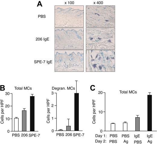 Figure 6. In vivo models for IgE- and IgE+Ag-induced mast cell accumulation. (A) Gauze strips spotted with 10 μg/mL 206 or SPE-7 IgE or PBS were applied to the shaved back skin of naive NC/Nga mice for 24 hours. The mice were killed and skin samples were prepared to stain mast cells. Representative photomicrographs are shown. (B) Total and degranulating mast cell numbers per high-power field were counted. (C) NC/Nga mice were first treated with anti-DNP (206) IgE or PBS on the back skin, and 1 day later the same area was applied with gauze strips spotted with DNP-HSA or PBS for 24 hours. Total mast cell numbers per high-power field were counted. Data (mean values ± SD) are shown representative of 3 similar experiments.