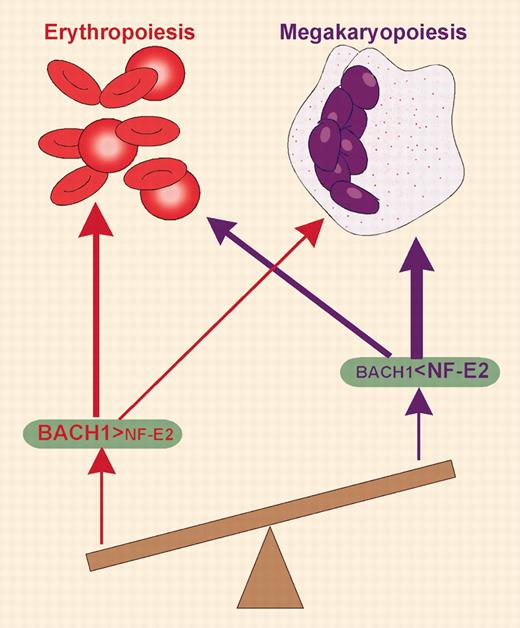 The effect of BACH1/NF-E2 ratio on lineage selection for a common erythroid-megakaryocyteprecursor.