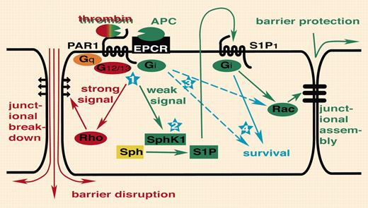 PAR1 transactivation of S1P1 signaling. Thrombin activation of PAR1 disrupts endothelial barrier function via G12/13 and Rho (illustrated in red). In this issue of Blood, Feistritzer and Riewald report that APC or picomolar thrombin can engage the same receptor with the opposite outcome, endothelial barrier protection, by transactivation of S1P1 (illustrated in green). Several questions remain to be answered (illustrated in blue). (1) Thrombin and APC can trigger both protective as well as disruptive responses depending on the rate of receptor activation. How is a difference in the level of receptor activation translated into activation of different signaling pathways? Do differences in coupling efficiency and/or intrinsic shutoff rates for different G proteins account for this? Or are different thresholds set by downstream pathways? (2) Does PAR1 indeed activate Sphk1 and S1P release? How? (3) PAR1 and S1P1 both couple to Gi. Why is transactivation required? Is it about amplification, tempo or subcellular localization of signaling, different effector pathways specified by receptor rather than G protein, or something else? (4) Does transactivation of S1P1 contribute to antiapoptotic or other effects of APC and thrombin?
