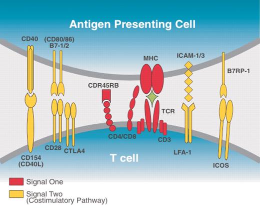 ICOS:B7RP-1 and other major costimulatory receptor–ligand pairs. ICOS is expressed mainly on activated T cells and resting memory cells while its ligand, B7RP-1, is constitutively expressed on APCs and also on fibroblasts and endothelial and epithelial cells. Like the CD28:B7-1/2 pathway, the ICOS-ICOSL pathway can enhance T-cell proliferation, CD154 expression, and cytokine production. Both in vitro and in vivo studies indicate that ICOS-ICOSL costimulation contributes to the production of the effector cytokines interferon γ (IFNγ), tumor necrosis factor α (TNFα), granulocyte-macrophage colony-stimulating factor (GMCSF), interleukin 4 (IL-4), IL-5, IL-13, and IL-10 but little IL-2. It is thought that ICOS-ICOSL costimulation may have a more critical role regulating T-helper 2 (TH2)–cell differentiation than it does regulating T-cell expansion. 3 - 5