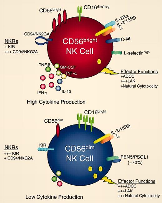 CD56bright (red cell) and CD56dim (blue cell) NK cell subsets express different surface receptors and exhibit distinct innate immune functions. Reprinted from Cooper et al. 1