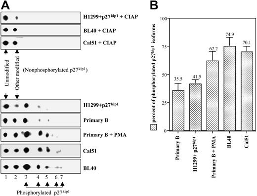 Figure 2. Posttranslational modification of p27kip1 linked to cell-cycle entry is phosphorylation. After treatment with CIAP, only 2 isoforms of p27kip1 were detected on 2D gel analysis (A, upper panels). Using bacterial-produced p27kip1 as a control, it is clear that isoform 1 is unmodified p27kip1, while isoform 2 is modified by a mechanism other than phosphorylation (data not shown). The disappearance of the other isoforms of p27kip1 in response to CIAP treatment demonstrated that isoforms 3 to 7 are phosphorylated p27kip1 isoforms (A, lower panels). The percentage of phosphorylated p27kip1 at a steady-state level in the various indicated cell population was obtained as follows: signals from all isoforms/signals of isoforms 1 and 2. The bar graph shown in panel B was derived from at least 3 independent experiments. Error bars indicate standard deviation; values above error bars indicate the value of the graph bar (not the error bar).