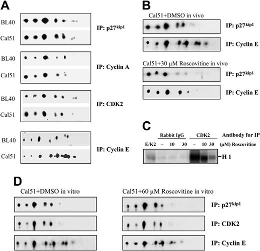 Figure 3. Cyclin E but not cyclin A selectively interacts with phosphorylated p27kip1 isoforms in vivo. 2D gel analysis shows that cyclin E but not cyclin A or cdk2 selectively binds phosphorylated p27kip1 in vivo (A). The isoforms of p27kip1 coimmunoprecipitated with cyclin A, cyclin E, and cdk2 are indicated with arrows. Rabbit polyclonal antibodies specific to cyclin A, cyclin E, cdk2, and p27kip1 were used to carry out immunoprecipitation. Coimmunoprecipitated p27kip1 isoforms were detected with a mouse monoclonal anti-p27kip1 antibody SX53G8. Similar results were also obtained with another anti–p27kip1 mouse monoclonal antibody with a different epitope from SX53G8 (data not shown). The patterns of p27kip1 isoforms associated with cyclin E in Cal51 cells treated with 30 μM roscovitine or DMSO for 24 hours are shown (B). The ability of 10 or 30 μM roscovitine to inhibit the cdk2 kinase activity obtained from the anti-cdk2 immunoprecipitate of Cal51 cells in vitro is shown (C). Panel D shows the patterns of p27kip1 isoforms detected from the anti–cyclin E immunoprecipitates of Cal51 cell lysates incubated with DMSO or 60 μM roscovitine throughout the immunoprecipitation process (indicated as DMSO or roscovitine, respectively).